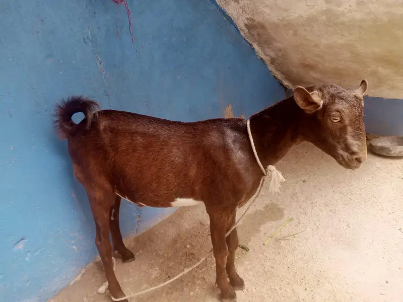 Teddy bakra for sale contact number 03155 911 647 — photo 4