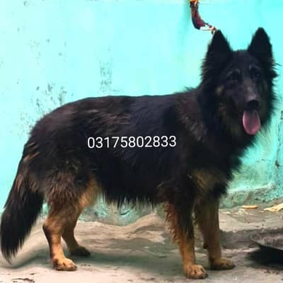 German Shepherd female long coat for