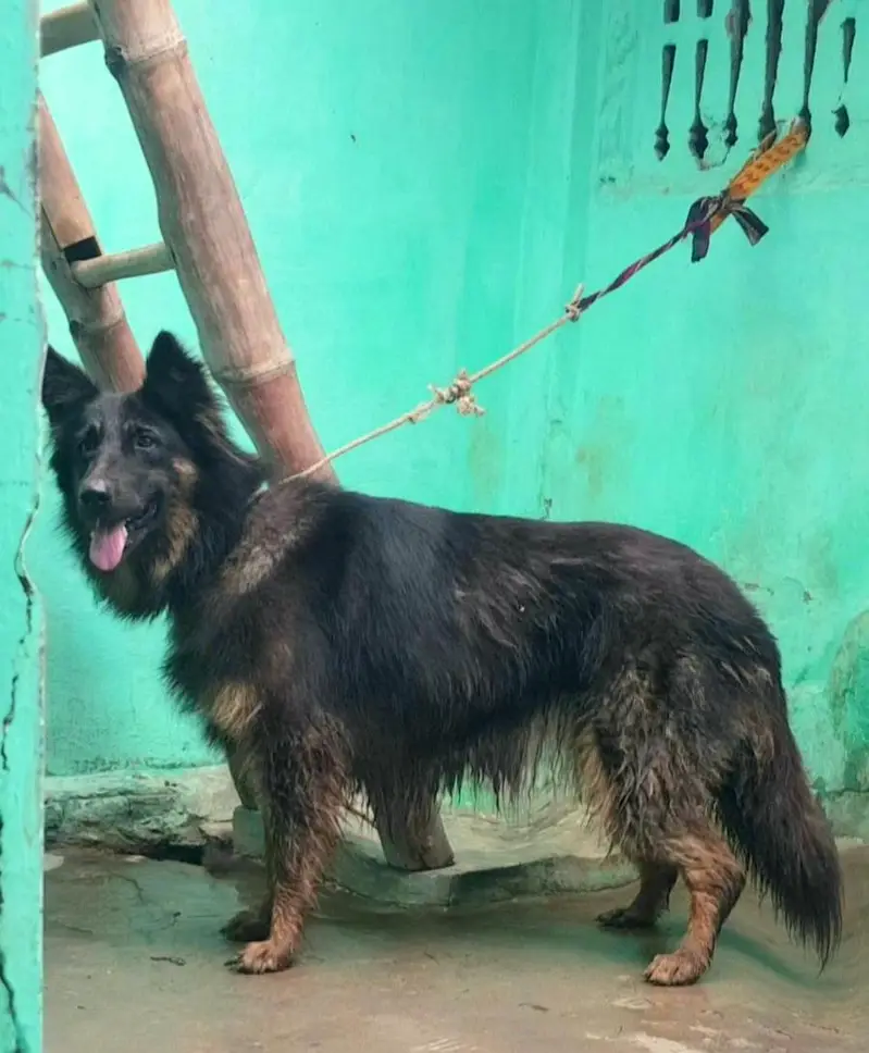 German Shepherd female long coat for — photo 2
