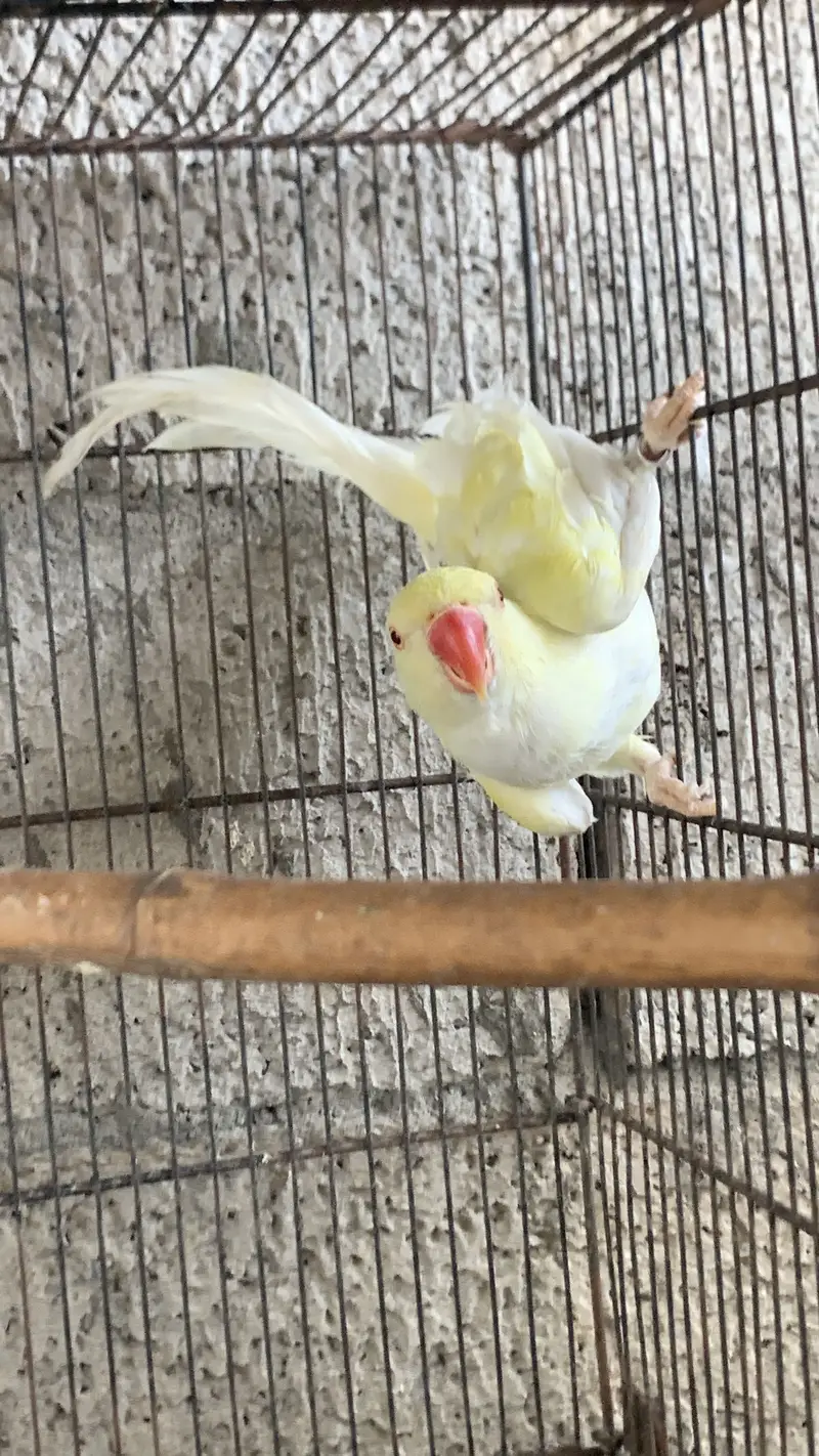Creamino — photo 9