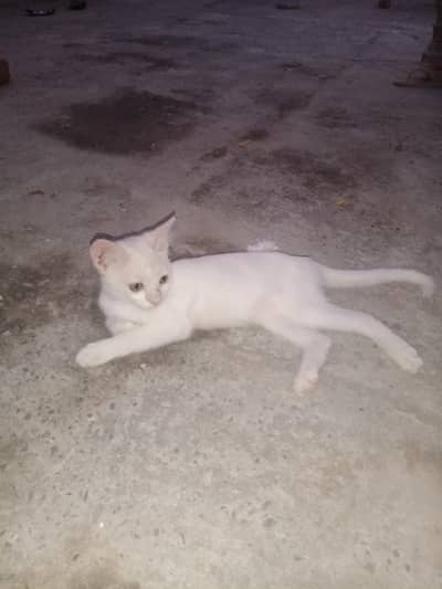 beautiful Russian cat baby