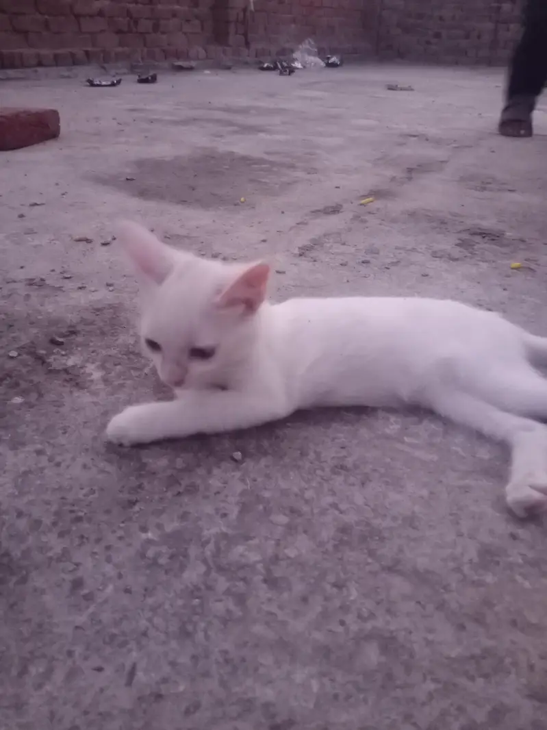 beautiful Russian cat baby — photo 2