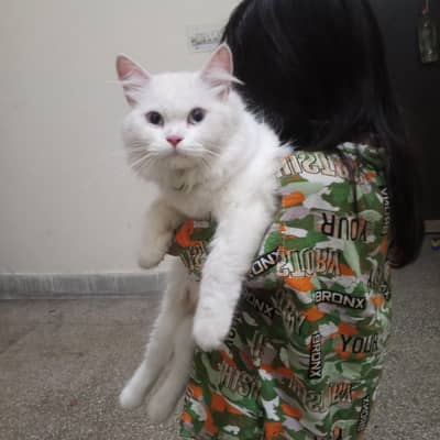 Pure persion cat blue eyes One year old very beutifull and learned cat