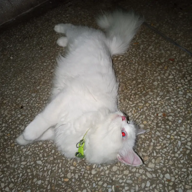 Pure persion cat blue eyes One year old very beutifull and learned cat — photo 2