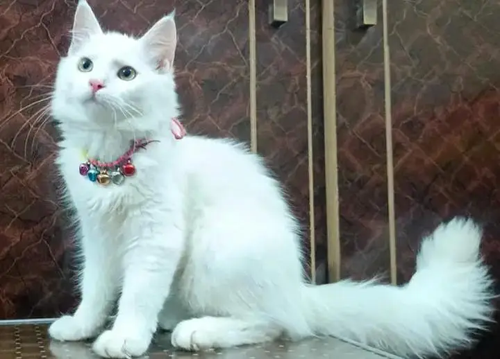 Pure persion cat blue eyes One year old very beutifull and learned cat — photo 3