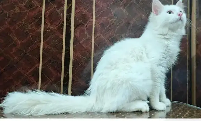 Pure persion cat blue eyes One year old very beutifull and learned cat — photo 4