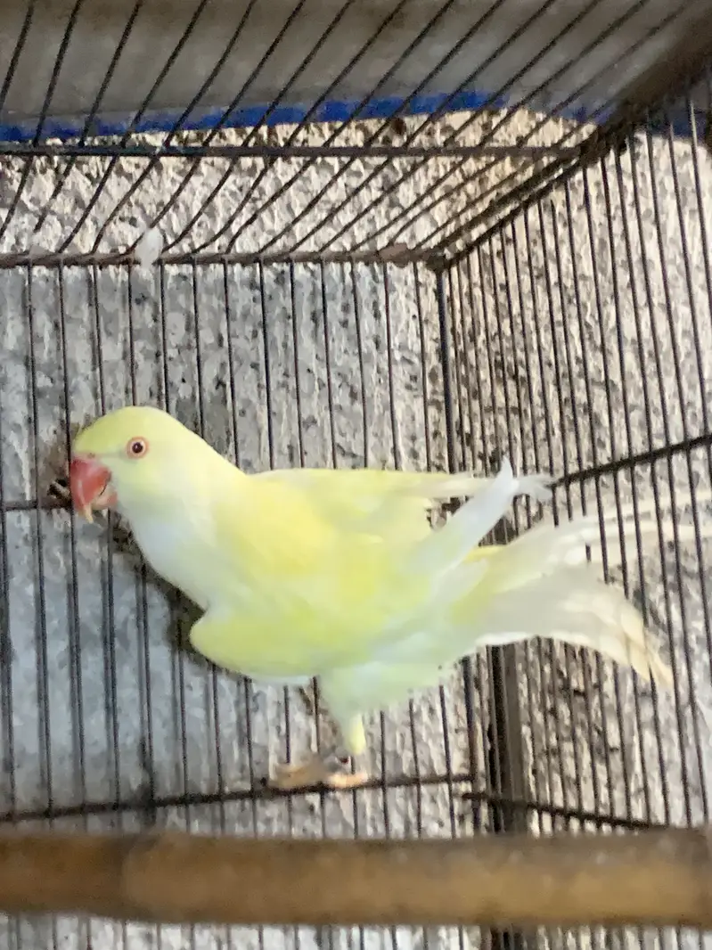 Creamino female — photo 5