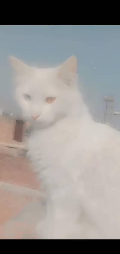 persian cat double eyes