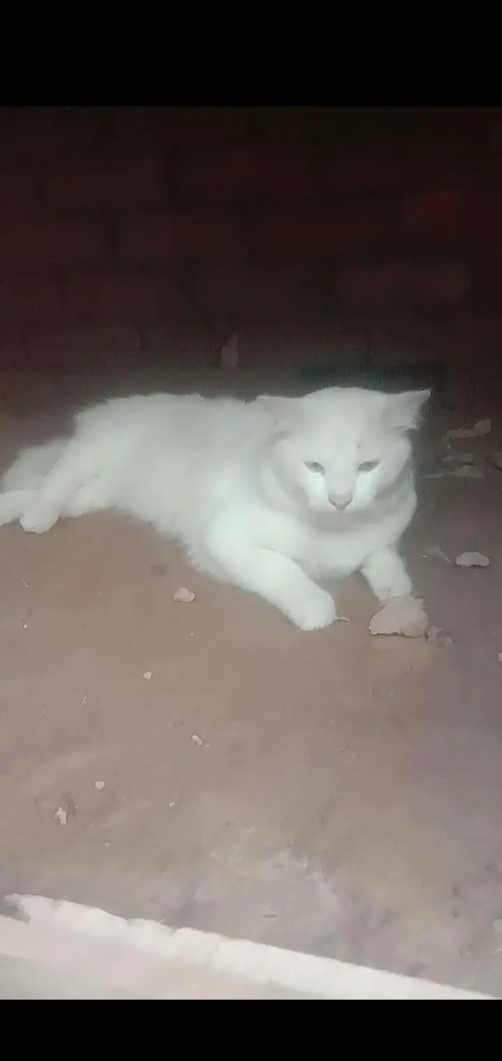 persian cat double eyes — photo 2