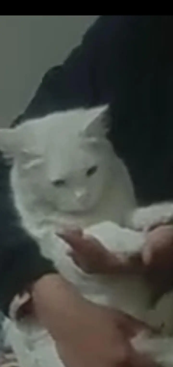 persian cat double eyes — photo 3