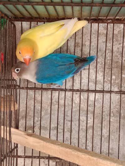 5 love birds pairs, Australia 1 pair and 1 male ,with cages