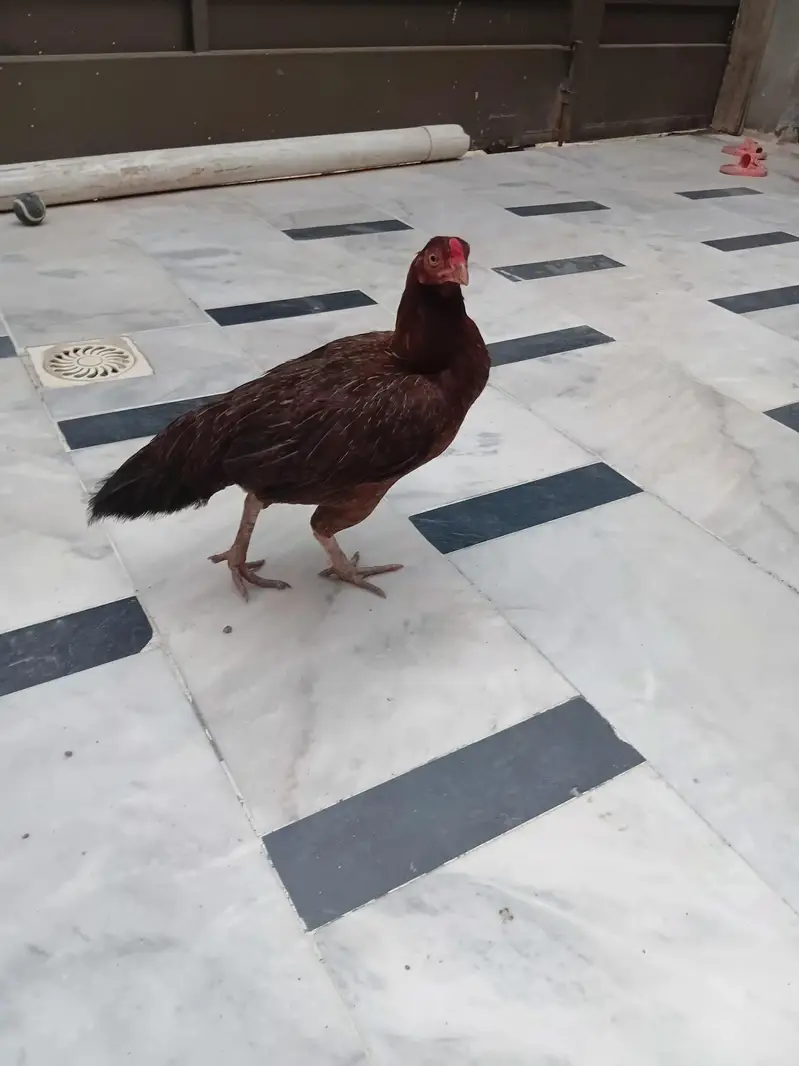 pure desi murghi — photo 2