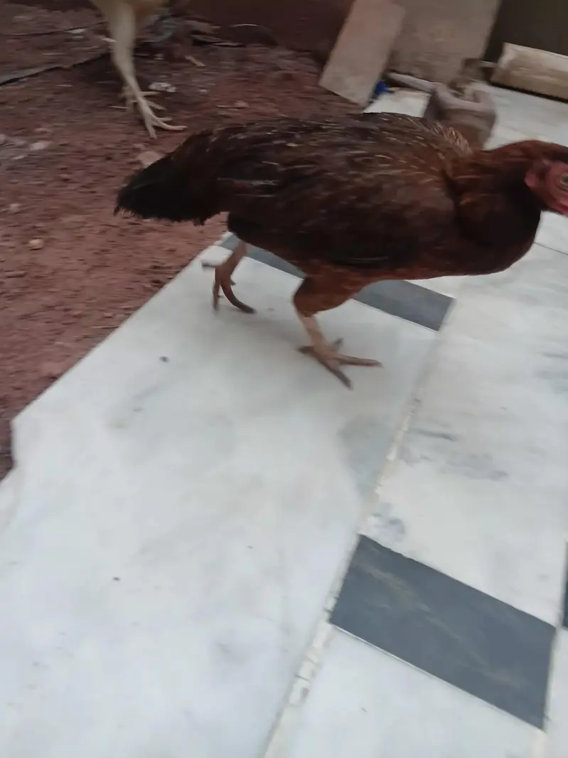 pure desi murghi — photo 3