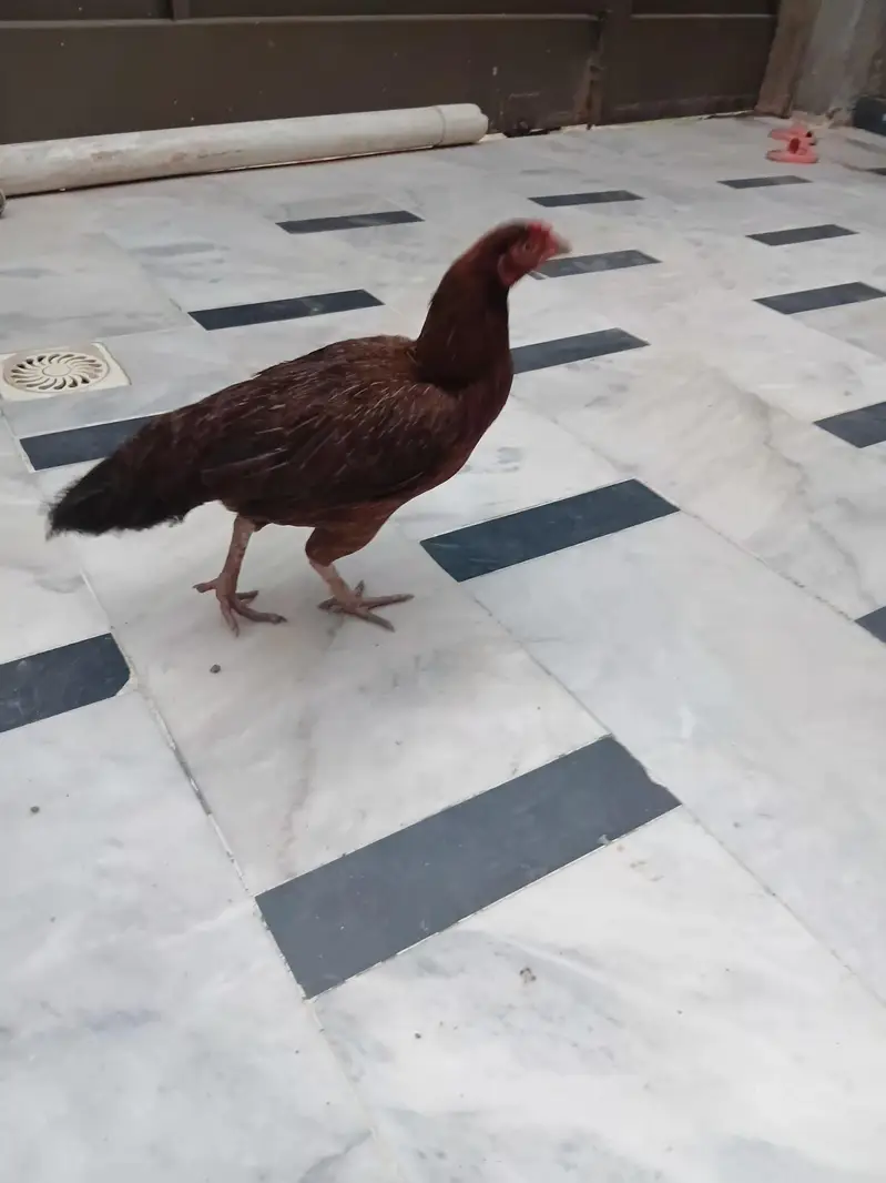 pure desi murghi — photo 4
