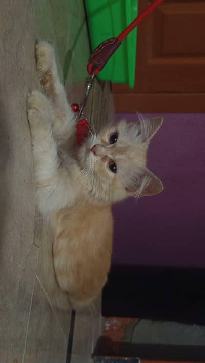 Double coated Persian cat