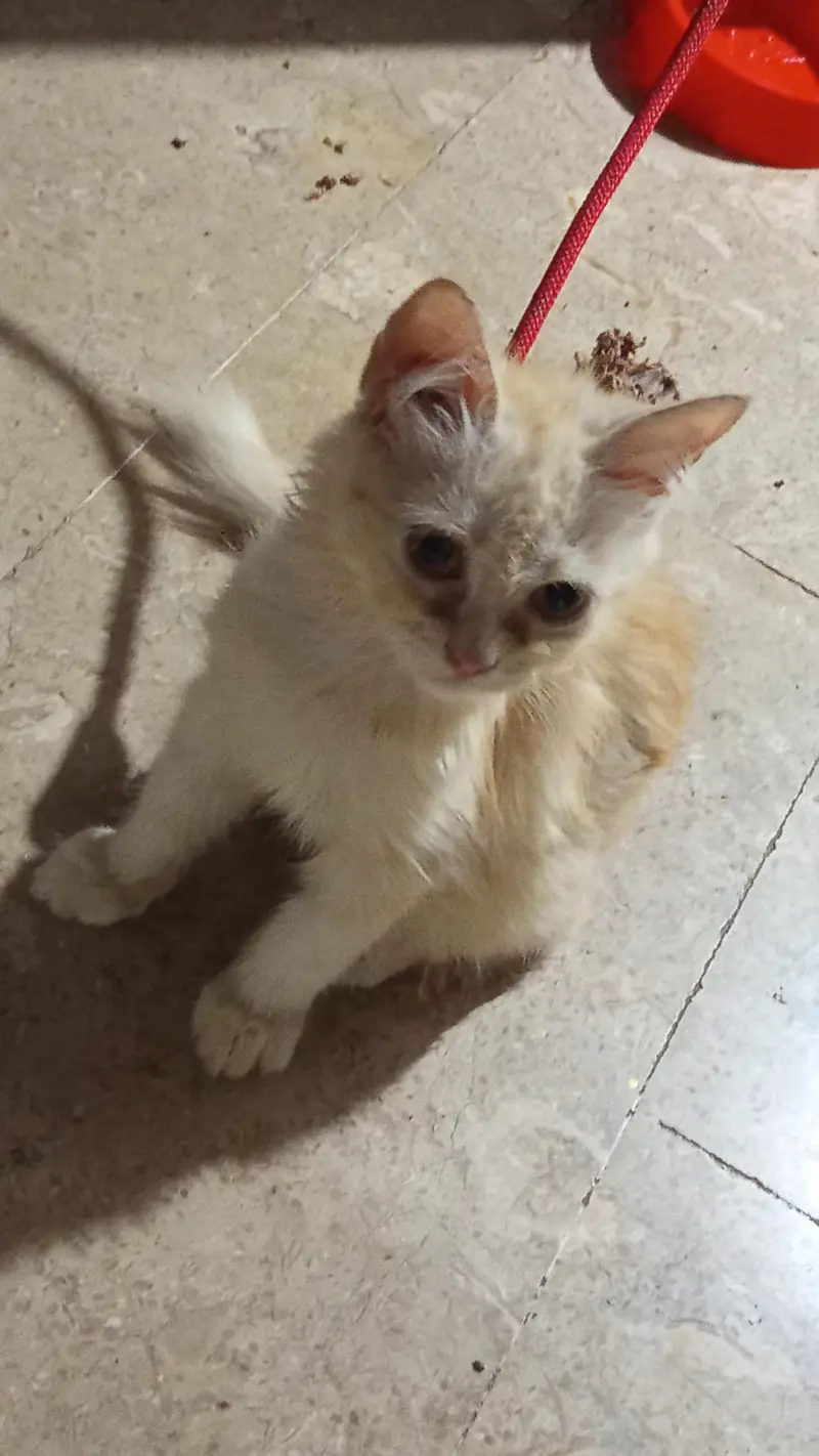 Double coated Persian cat — photo 2
