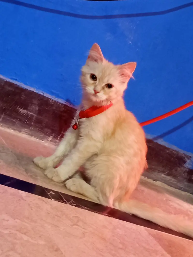 Double coated Persian cat — photo 3