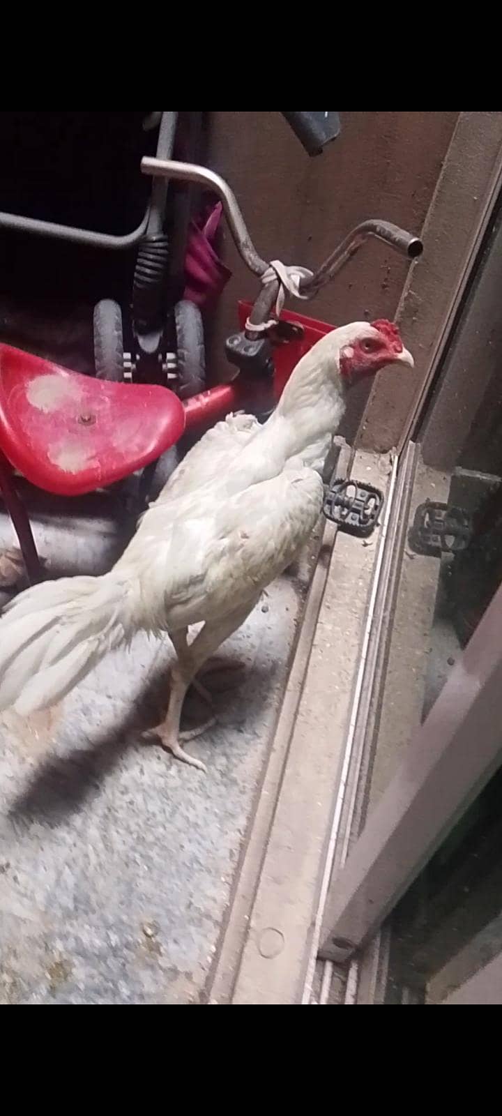 murga 0
