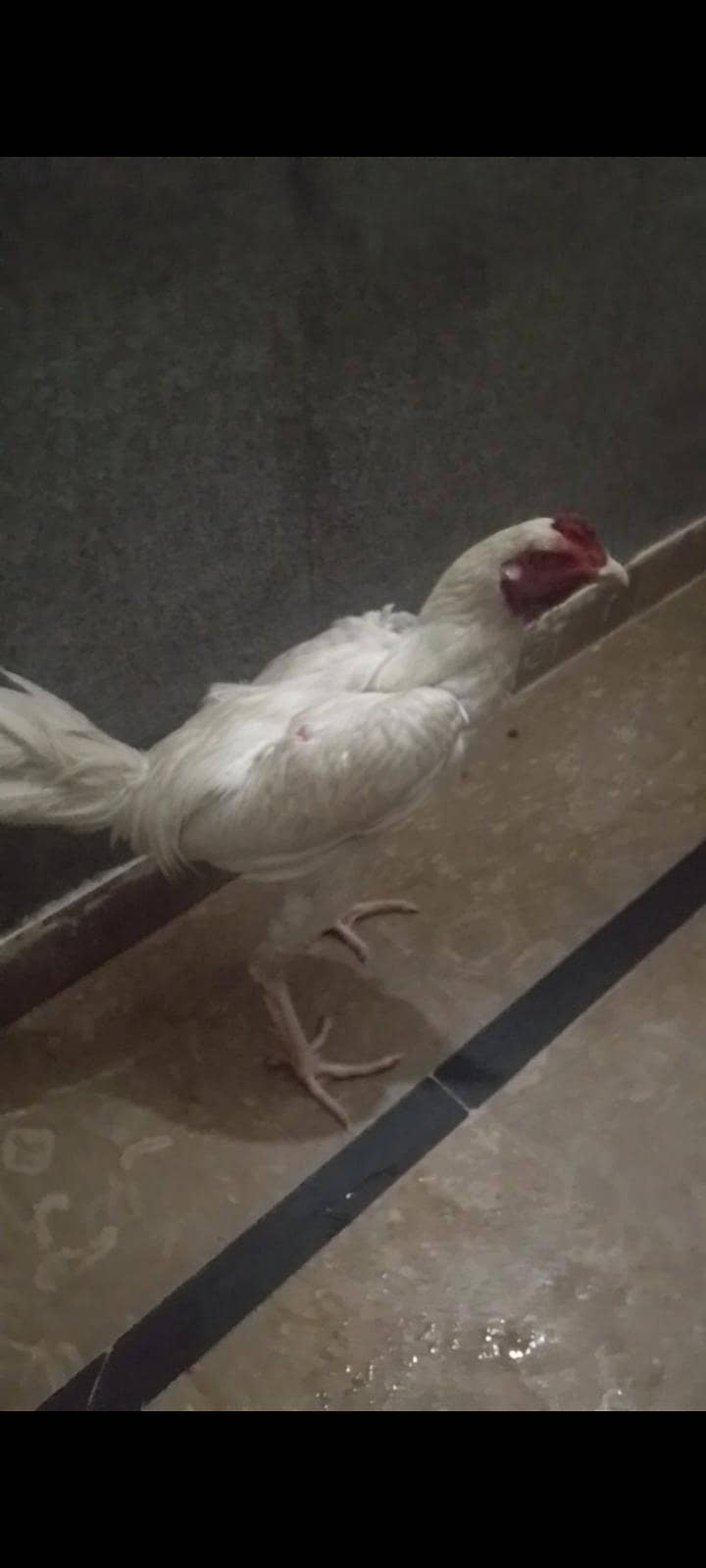 murga 1
