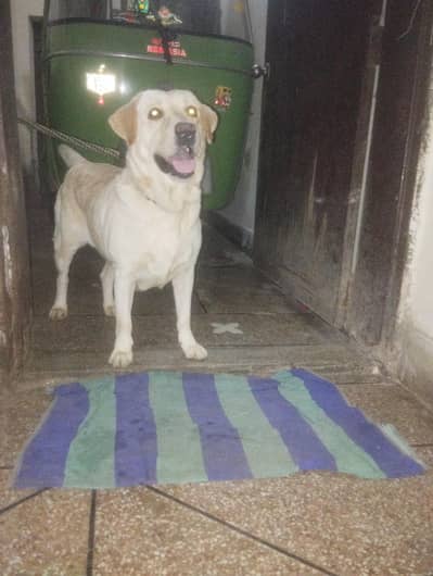 Labrador breeder female for sale