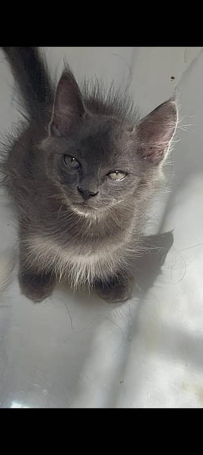 Persian grey male white female very cute and playful