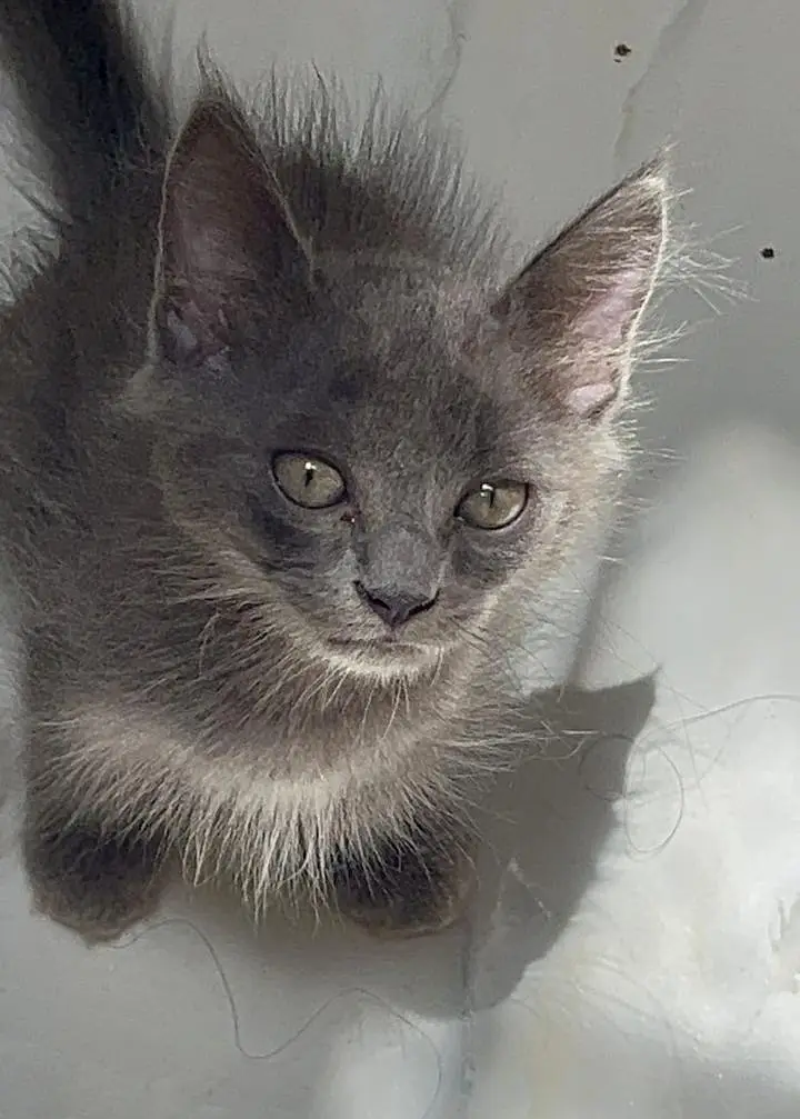 Persian grey male white female very cute and playful — photo 2