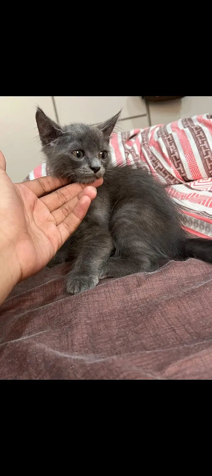 Persian grey male white female very cute and playful — photo 3