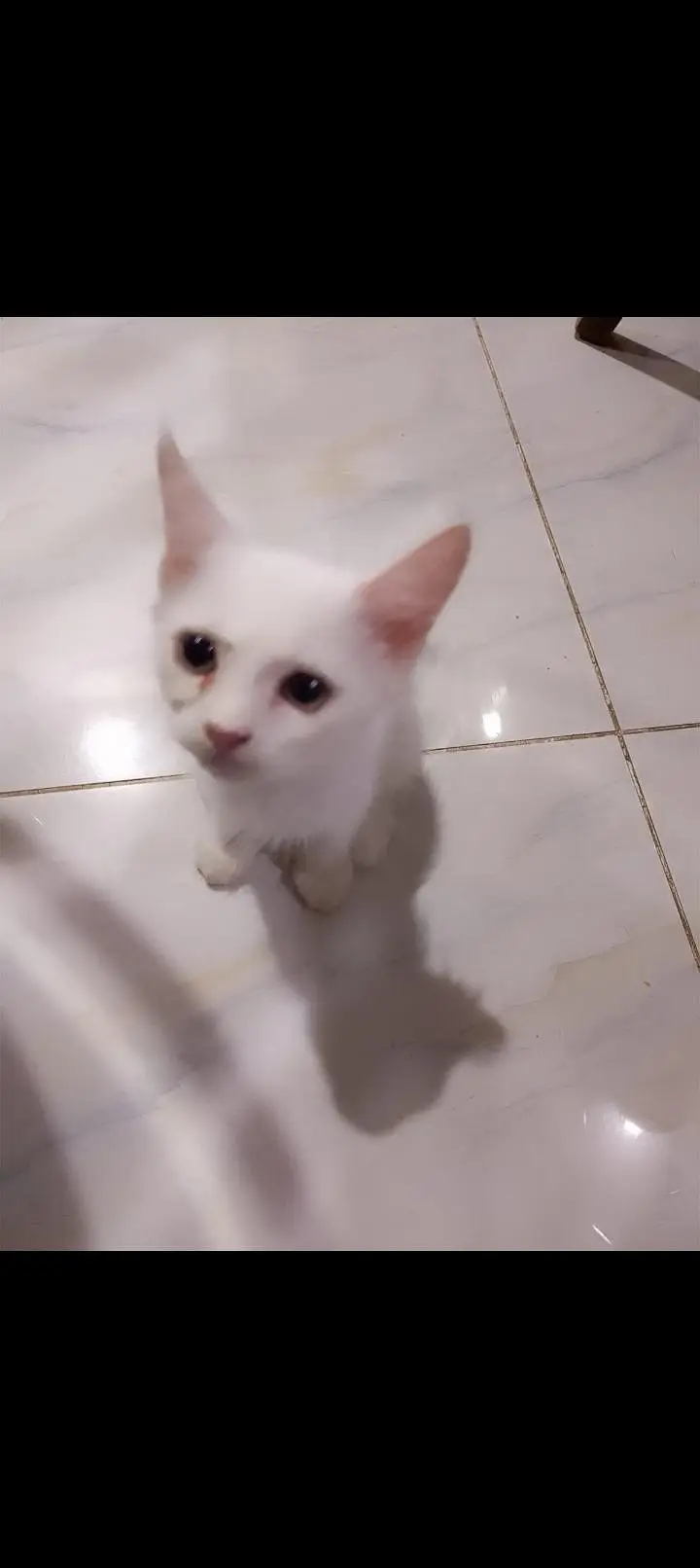 Persian grey male white female very cute and playful — photo 4