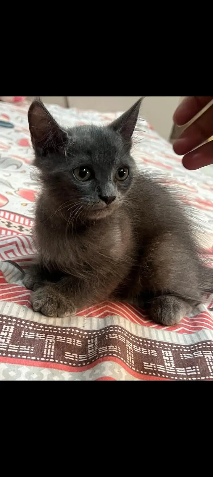 Persian grey male white female very cute and playful — photo 5