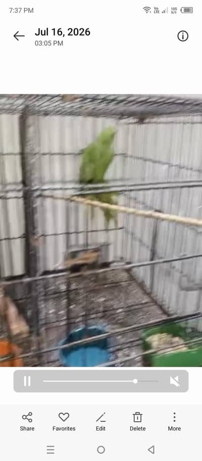 parrot available 03264040055