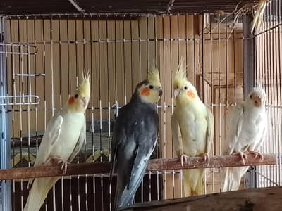 all birds available for sale cash on delivery