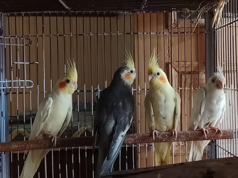all birds available for sale cash on delivery — photo 2
