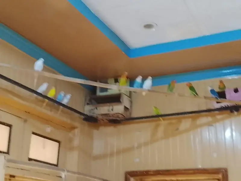 all birds available for sale cash on delivery — photo 5