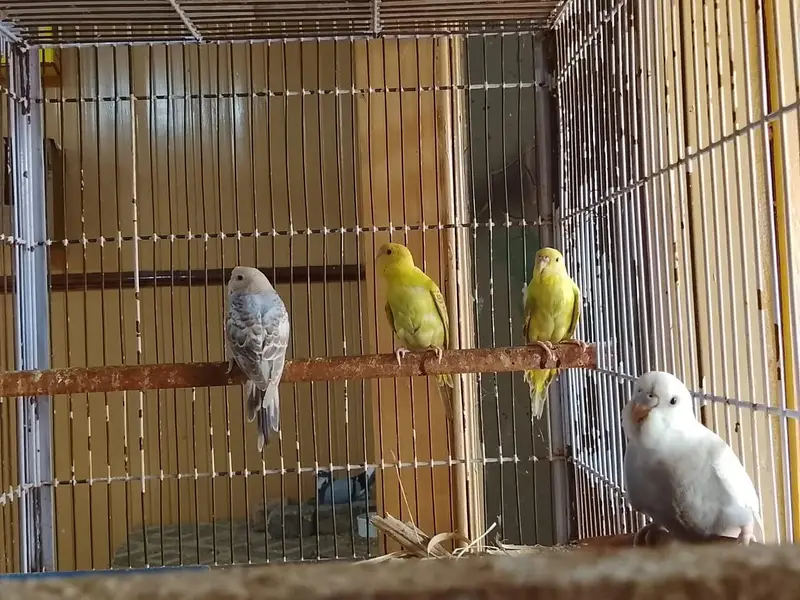 all birds available for sale cash on delivery — photo 6