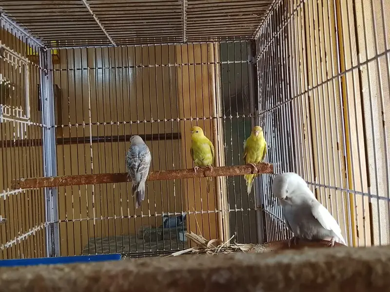 all birds available for sale cash on delivery — photo 7