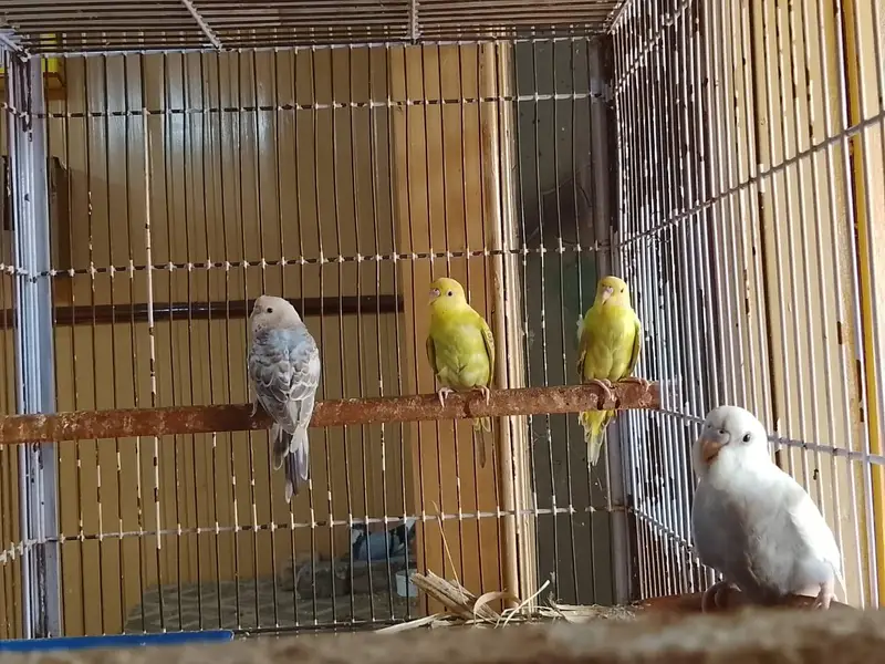 all birds available for sale cash on delivery — photo 8
