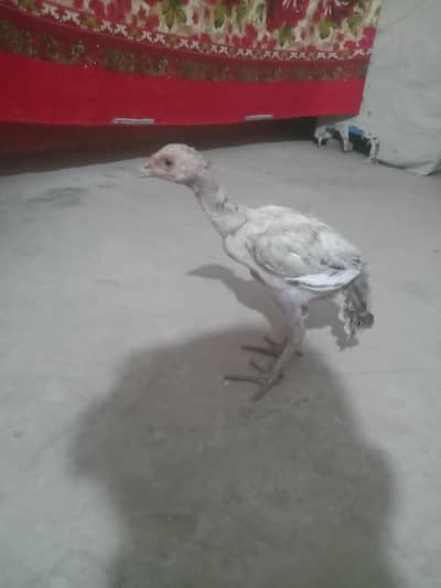Multan road adda arapully