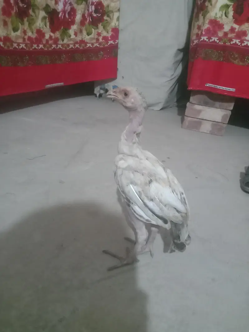 Multan road adda arapully — photo 2