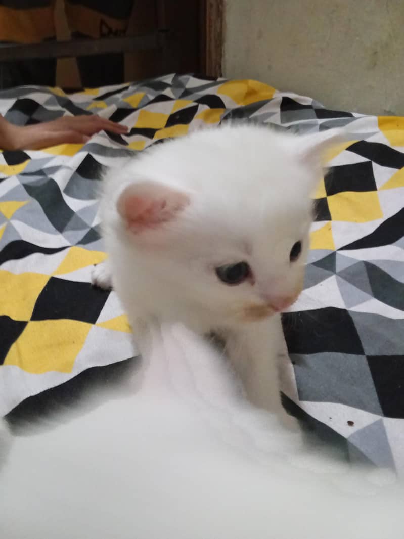 Persian kittens 4