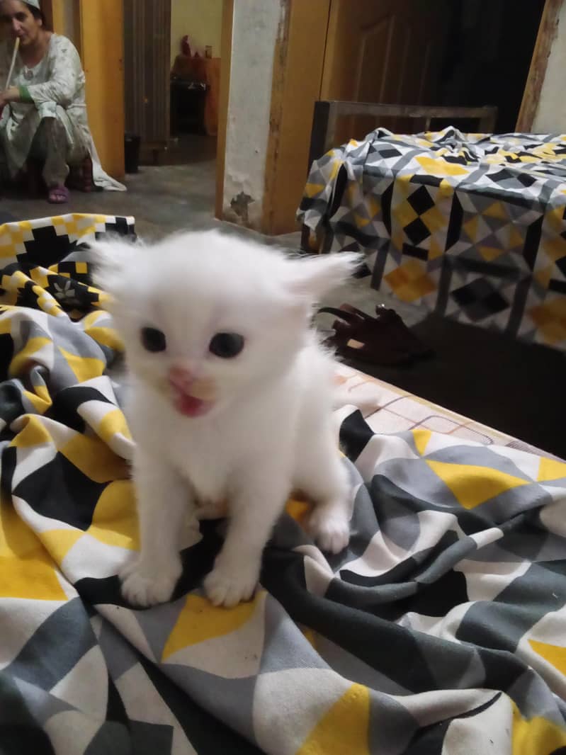 Persian kittens 5