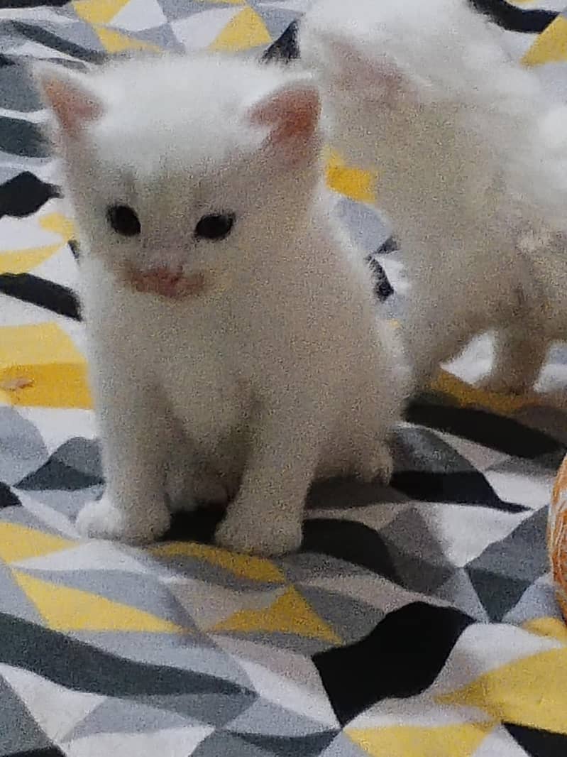Persian kittens 6