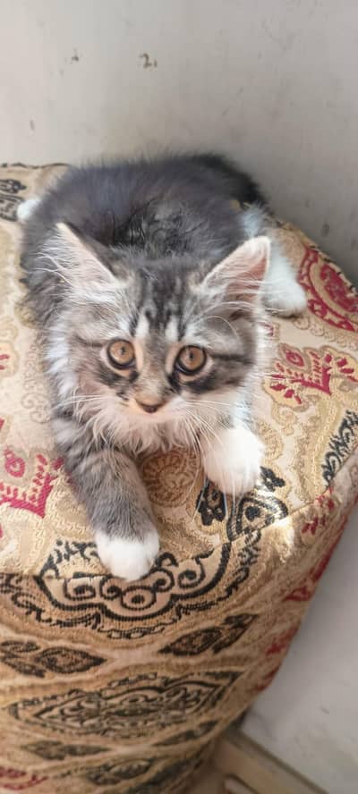 triple coat Persian kittens