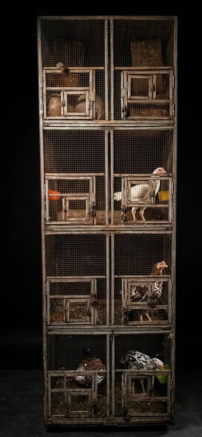 Parrot and hens cages