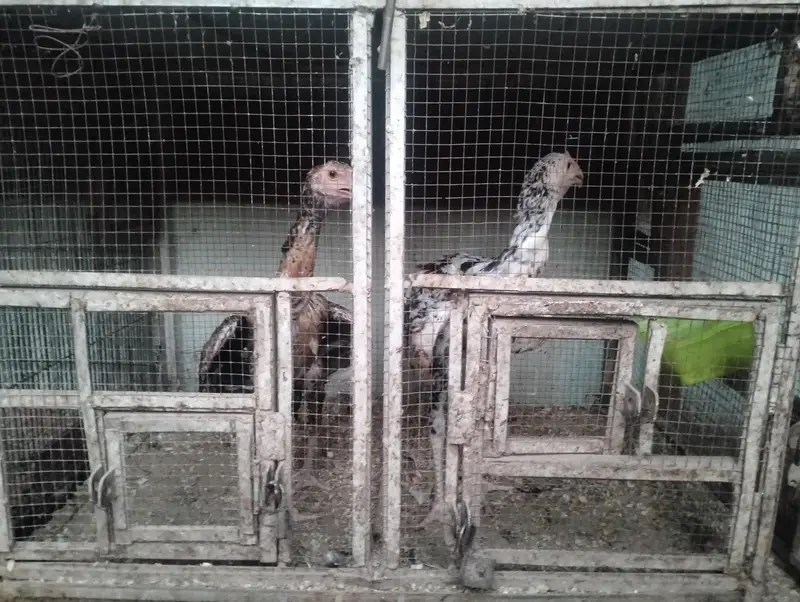 Parrot and hens cages — photo 2