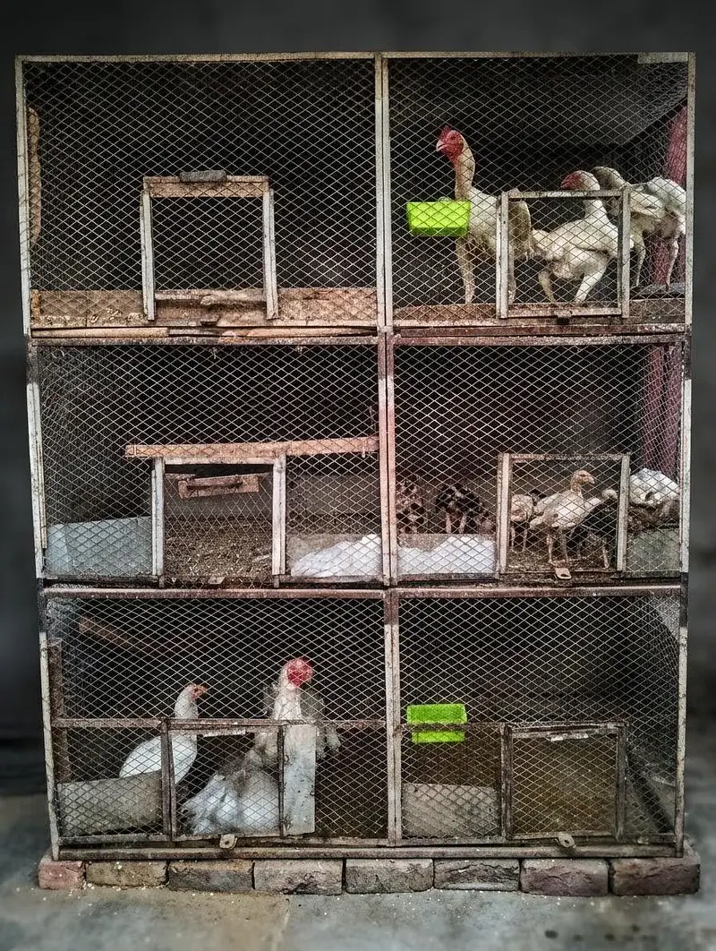 Parrot and hens cages — photo 3