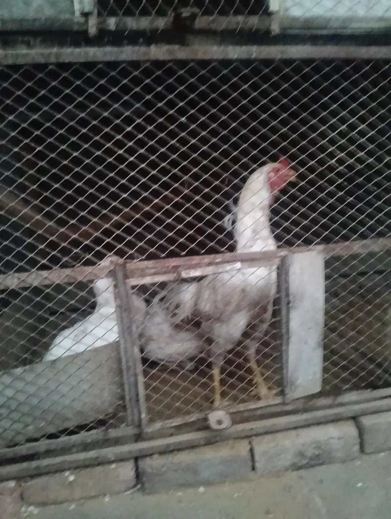 Parrot and hens cages — photo 4