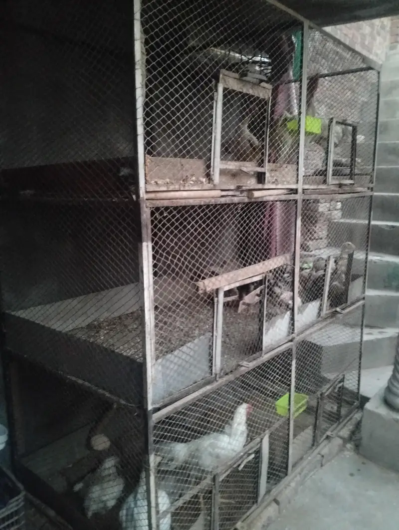 Parrot and hens cages — photo 5