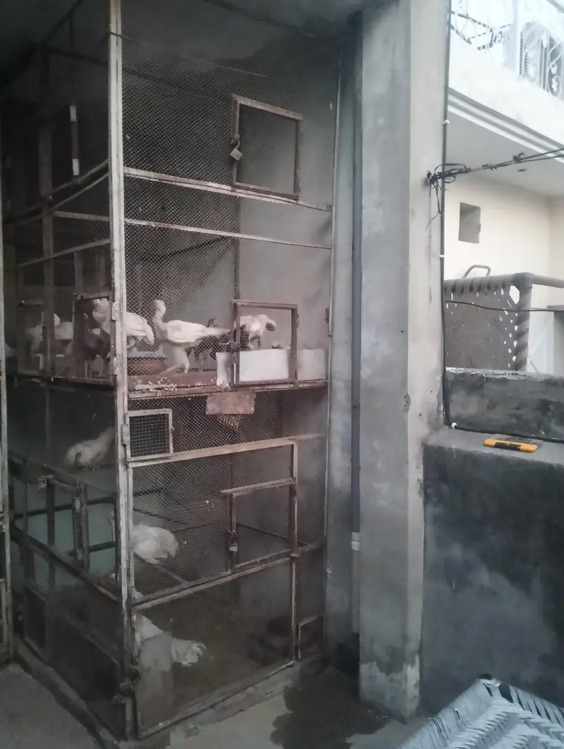 Parrot and hens cages — photo 6