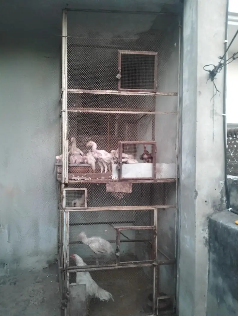 Parrot and hens cages — photo 7