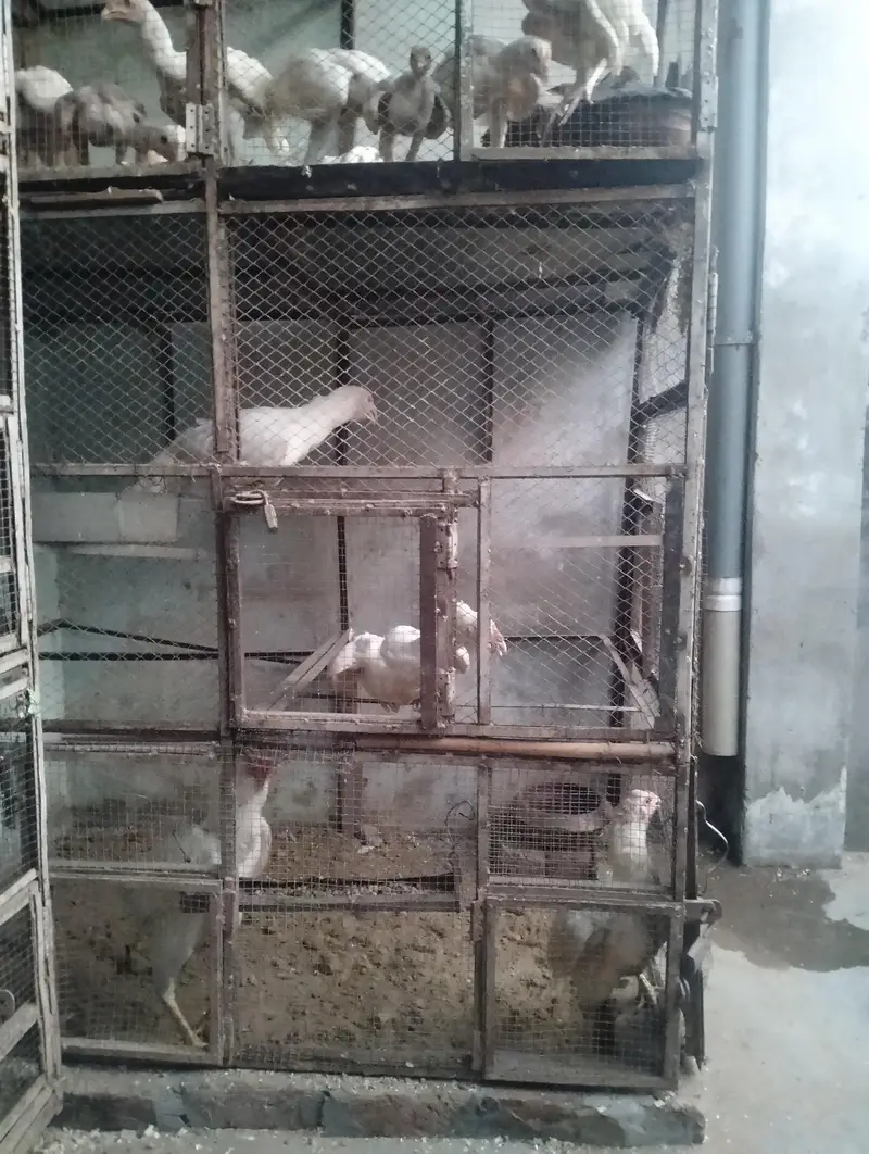 Parrot and hens cages — photo 8